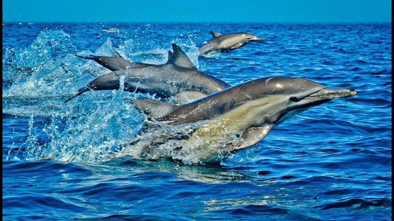Wasini dolphin tour and the affordable coastal trip by Belle Asili voyages offering a budget friendly dolphin watching trip for an Engaging coastal adventure.