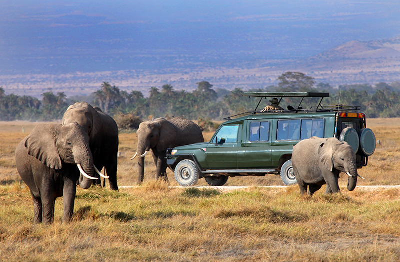 Game Drives in Masai Mara and Amboseli National Park: Kenya’s Ultimate Safari Thrill with Belli Asili Voyages