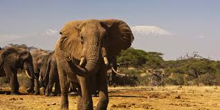 Amboseli safari in Kenya one of the most premium Magical Kenya Safari Experience
