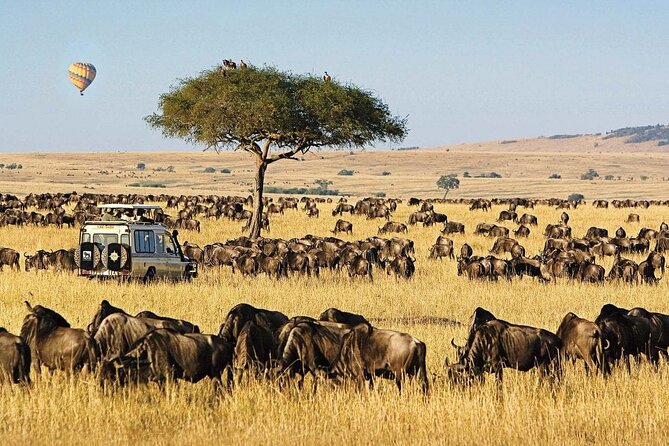 Great Wildebeest Migration in Masai Mara: Book Your Front-Row Seat to Nature’s Epic Show with Belli Asili Voyages