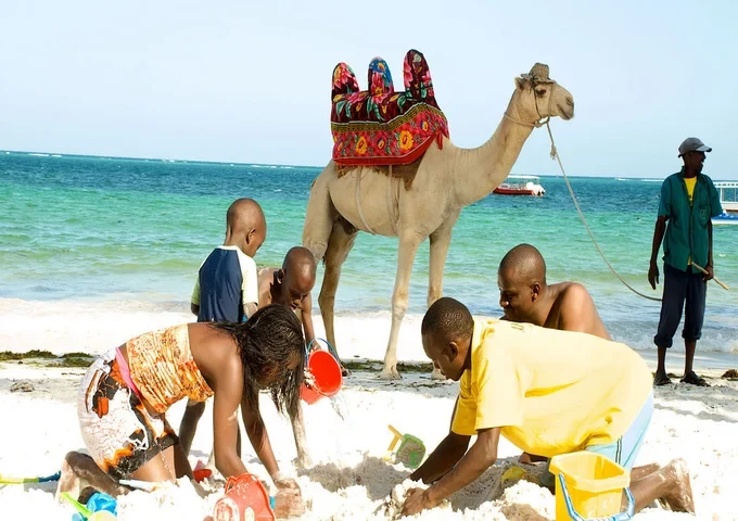 family friendly coastal day trips and an affordable wasini dolphin tour