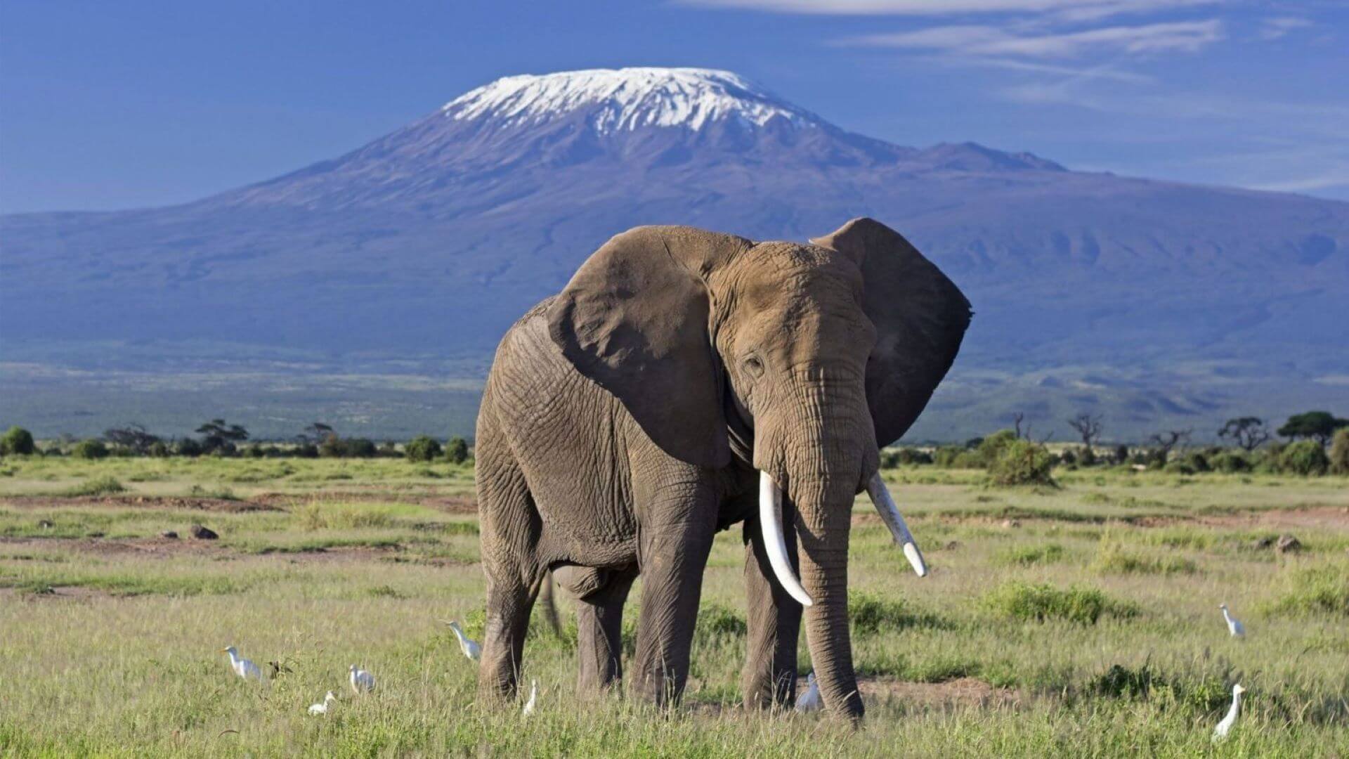 Amboseli National Park, an option for those seeking a luxury safari in Kenya and a very Good Amboseli Safari by Belli Asili Voyages