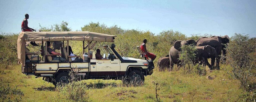 Game drives in Amboseli National Park and game drives in Masai Mara by Belli Asili Voyages the best Tour Operator in East Africa for Safaris