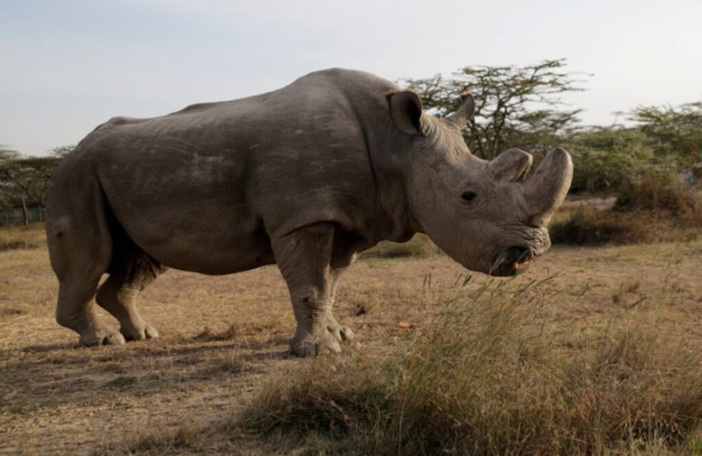 The last Northern White Rhino which was at Ol Pejeta Conservancy one of the most popular safari destinations for a Magical Safari in Kenya