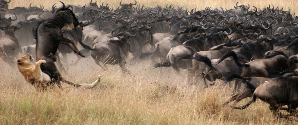 The great wildbeest migration as observed in Masai Mara and the best time to visit the park by Belli Asili Voyages