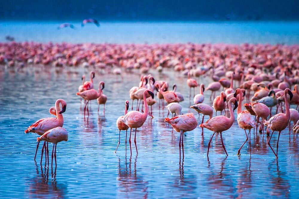 Lake Nakuru one of the most popular magical kenya safari to explore while on an African Safari in Kenya