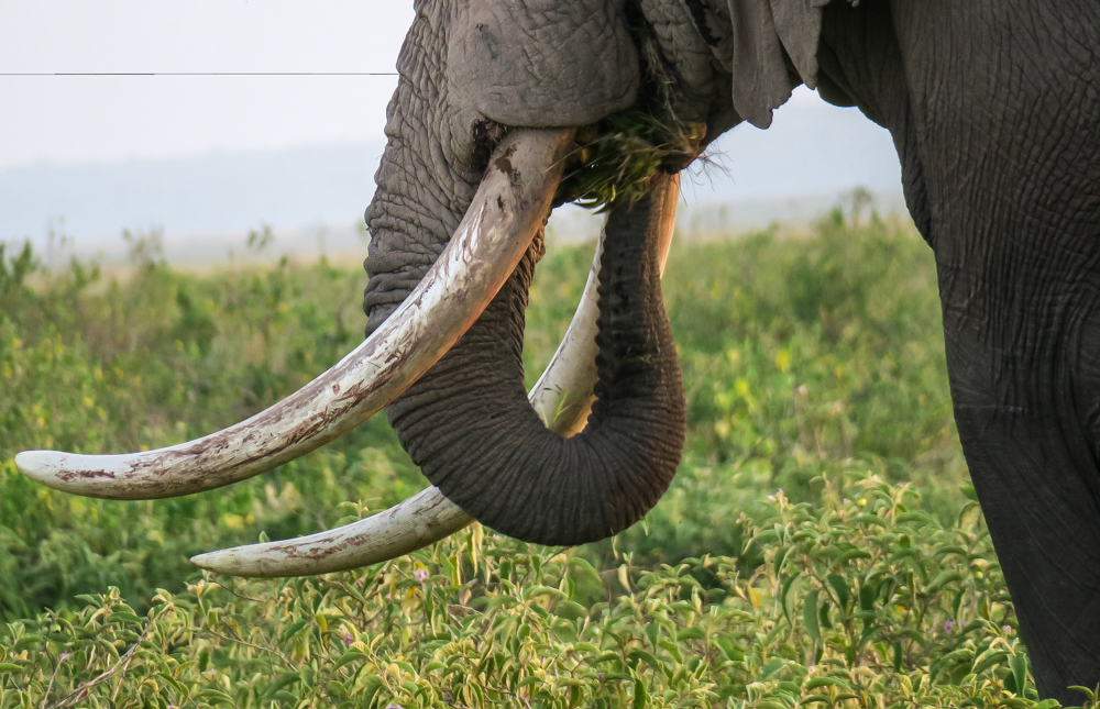 Amboseli safaris view of an elephant