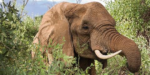 Discover the Best of Affordable Amboseli Safaris with Belli Asili Voyages