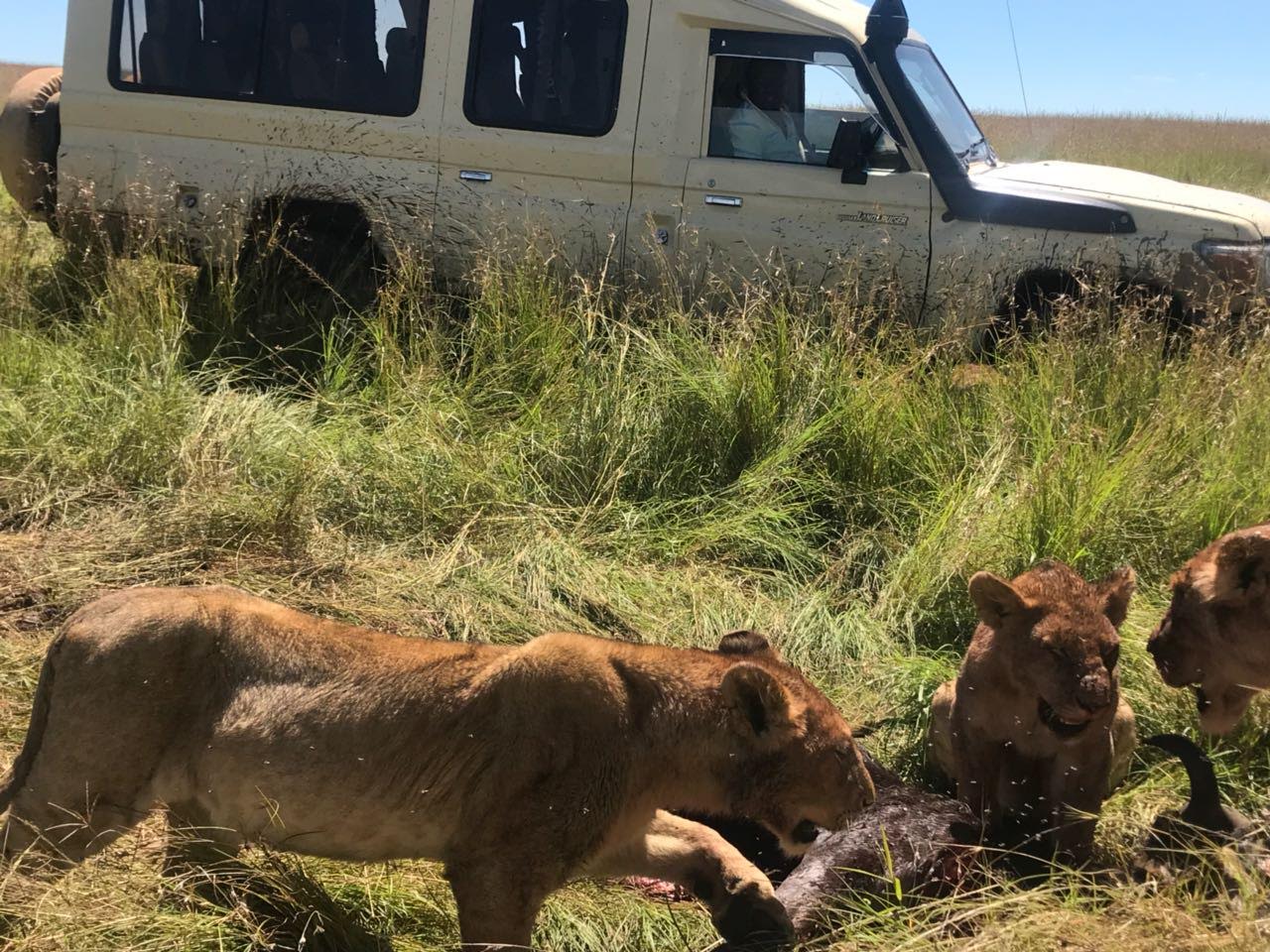 How to Experience the Masai Mara on a Budget: The Complete Guide to the Best Masai Mara Group Joining Safaris in Kenya