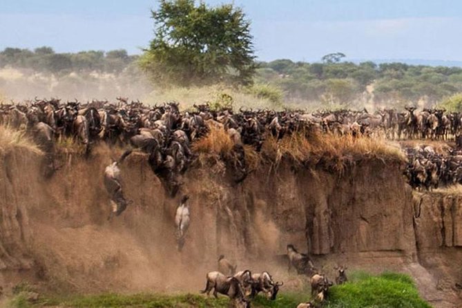 The Great Wildebeest Migration as Witnessed during a Private Masai Mara Safari